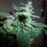 Gorilla feminised Dinafem Seeds Gorilla feminised Dinafem Seeds