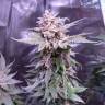 Gorilla feminised Dinafem Seeds Gorilla feminised Dinafem Seeds