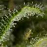 семена конопли феминизированные Critical Jack feminised Dinafem Seeds