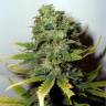 семена конопли марихуаны Mango Skunk feminised Nirvana Seeds семена конопли марихуаны Mango Skunk feminised Nirvana Seeds