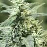 Auto Dedoverde Haze feminised Ganja Seeds Auto Dedoverde Haze feminised Ganja Seeds
