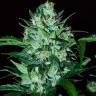автоцветущие семена конопли Auto Dedoverde Haze feminised Ganja Seeds автоцветущие семена конопли Auto Dedoverde Haze feminised Ganja Seeds