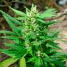 заказать на сайте семена конопли White Russian feminised