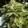 семена конопли в интернете Shaman feminised семена конопли в интернете Shaman feminised
