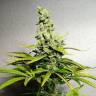 семена сортовой конопли 8 Miles High regular Mandala Seeds семена сортовой конопли 8 Miles High regular Mandala Seeds