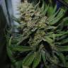 Auto Super Sweet feminised Ganja Seeds Auto Super Sweet feminised Ganja Seeds