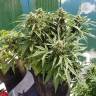 White Widow feminised Dutch Passion Seeds White Widow feminised Dutch Passion Seeds
