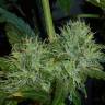 Kush'N'Cheese feminised Dinafem Seeds Kush'N'Cheese feminised Dinafem Seeds