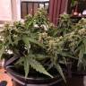 конопля семена сорта заказать Auto Irtysh feminised Bang Seeds конопля семена сорта заказать Auto Irtysh feminised Bang Seeds