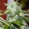 мощные семена конопли Auto Irtysh feminised Bang Seeds мощные семена конопли Auto Irtysh feminised Bang Seeds