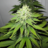семена конопли с доставкой New York Diesel regular Ganja Seeds