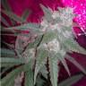 семена конопли автоцвет Auto SnowStorm #2 feminised Dutch Passion Seeds семена конопли автоцвет Auto SnowStorm #2 feminised Dutch Passion Seeds