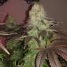 семена конопли почтой Sour Diesel #2 regular Humboldt Seeds
