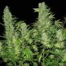 купить семена конопли Double Dutch feminised Serious Seeds