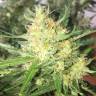 семена конопли почтой Auto Cheese feminised GanjaLiveSeeds семена конопли почтой Auto Cheese feminised GanjaLiveSeeds
