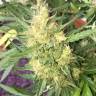 где заказать семена конопли Auto Cheese feminised GanjaLiveSeeds где заказать семена конопли Auto Cheese feminised GanjaLiveSeeds