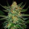 Grapefruit CBD feminised Ganja Seeds Grapefruit CBD feminised Ganja Seeds