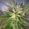 Grapefruit CBD feminised Ganja Seeds Grapefruit CBD feminised Ganja Seeds
