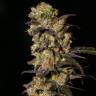 семена культурной конопли купить 1024 feminised семена культурной конопли купить 1024 feminised