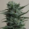 семена конопли Россия 1024 feminised семена конопли Россия 1024 feminised