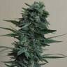 семена конопли для посадки купить 1024 feminised семена конопли для посадки купить 1024 feminised
