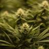 семена конопли автоцвет Auto Fruit feminised семена конопли автоцвет Auto Fruit feminised