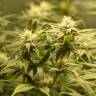 хорошие семена конопли Auto Fruit feminised хорошие семена конопли Auto Fruit feminised