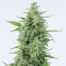 Auto Nirvana Sky feminised Ganja Seeds Auto Nirvana Sky feminised Ganja Seeds