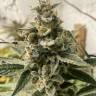 Auto Nirvana Sky feminised Ganja Seeds Auto Nirvana Sky feminised Ganja Seeds