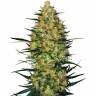 Auto Nirvana Sky feminised Ganja Seeds Auto Nirvana Sky feminised Ganja Seeds