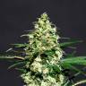 заказать качественные семена конопли Auto Exodus Cheese CBD feminised Green House Seeds
