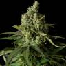 Moby Dick feminised Dinafem Seeds Moby Dick feminised Dinafem Seeds