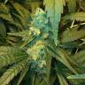 Moby Dick feminised Dinafem Seeds Moby Dick feminised Dinafem Seeds