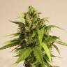 семена конопли автоцвет Auto Taiga #2 feminised Dutch Passion Seeds семена конопли автоцвет Auto Taiga #2 feminised Dutch Passion Seeds
