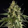 семена конопли Россия Auto Lemon CBD feminised Philosopher Seeds семена конопли Россия Auto Lemon CBD feminised Philosopher Seeds
