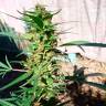 Недорогие семена конопли Durban Poison feminised Ganja Seeds Недорогие семена конопли Durban Poison feminised Ganja Seeds
