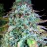 семена конопли Россия Serious Happiness feminised Serious Seeds семена конопли Россия Serious Happiness feminised Serious Seeds