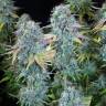 семена индийской конопли Serious Happiness feminised Serious Seeds семена индийской конопли Serious Happiness feminised Serious Seeds