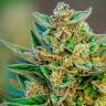 Hell's Angel OG feminised Ganja Seeds Hell's Angel OG feminised Ganja Seeds