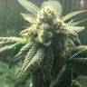 Hell's Angel OG feminised Ganja Seeds Hell's Angel OG feminised Ganja Seeds