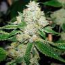 Hell's Angel OG feminised Ganja Seeds Hell's Angel OG feminised Ganja Seeds