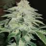 Auto Chemdawg feminised Ganja Seeds Auto Chemdawg feminised Ganja Seeds