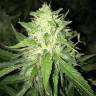 Moby Dick #2 feminised Dinafem Seeds Moby Dick #2 feminised Dinafem Seeds