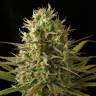 заказать качественные семена конопли Original Amnesia feminised Dinafem Seeds