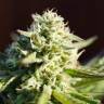 семена конопли f1 в оригинальной упаковке Northern Light feminised Nirvana Seeds семена конопли f1 в оригинальной упаковке Northern Light feminised Nirvana Seeds