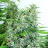 семена конопли Kali Mist feminised Serious Seeds семена конопли Kali Mist feminised Serious Seeds