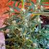 семена конопли скороспелый купить Auto New York Diesel feminised GanjaLiveSeeds семена конопли скороспелый купить Auto New York Diesel feminised GanjaLiveSeeds