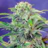 Семена Mandarine feminised Ganja Seeds Семена Mandarine feminised Ganja Seeds