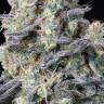 Jock Horror feminised Ganja Seeds Jock Horror feminised Ganja Seeds