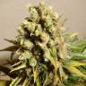 семена конопли Россия Ganesh regular Mandala Seeds семена конопли Россия Ganesh regular Mandala Seeds